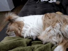 Dog Cute GIF - Dog Cute Sleeping - Discover & Share GIFs