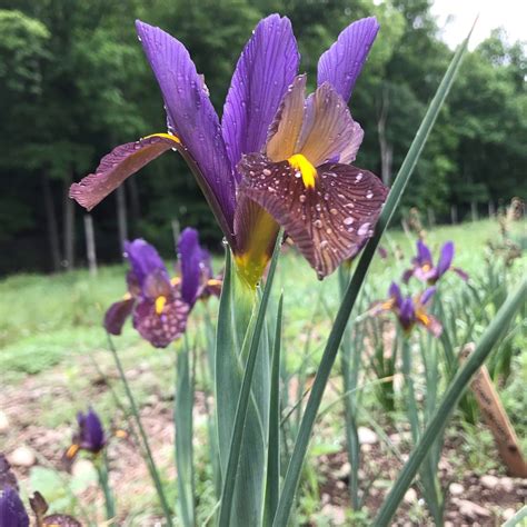 Dutch Iris "Eye of the Tiger" Fall-Planted Flower Bulbs – Hudson Valley Seed Company