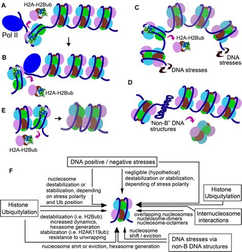 Histone Structure