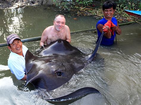 Giant Freshwater Stingray Fishing | MegaFishingThailand