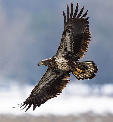 Juvenile Bald Eagle Photograph by David Tawater