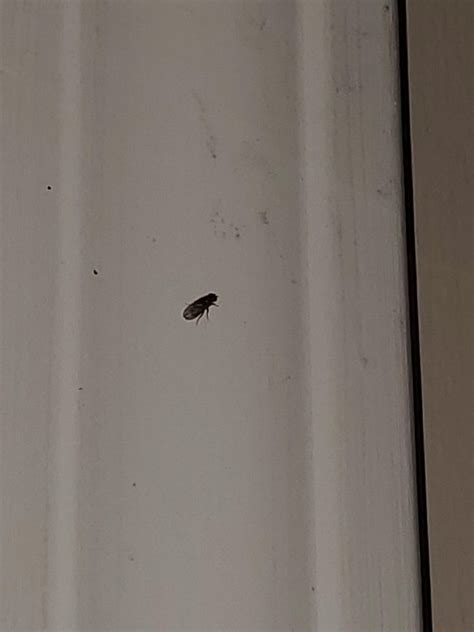 What are these tiny black flies?!?! They are small and all over my kitchen. They like the ...