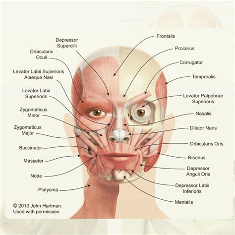 Instagram post by Anatomy ! Anatomi • Aug 8, 2017 at 11:11pm UTC Face Muscles Anatomy, Muscles ...