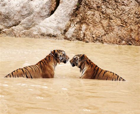 Two Beautiful Indochinese Tigers. Two Indochinese Tigers in the Water ...