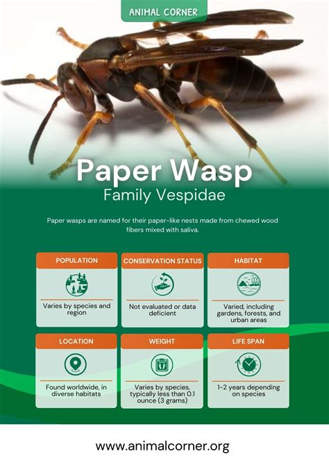 Paper Wasp - Facts, Life Cycle & Habitat Information