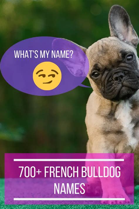 700+ French Bulldog Names: The Ultimate Name Idea List