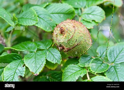 Galls formed by the larvae of the Spiny Rose Stem Gall Wasp on Rugosa rose plants, Islesford ...