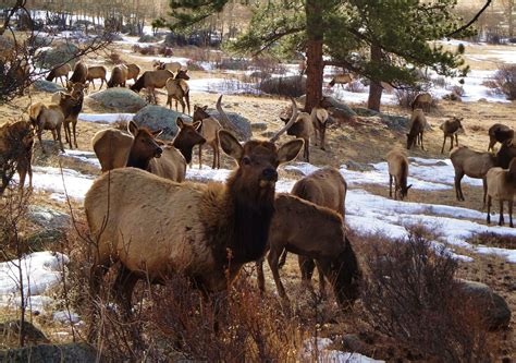 Massive Elk Herd in Colorado Rushes Across Roadway in Spectacular Video ...