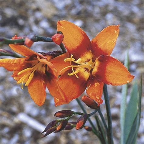 Crocosmia (Crocosmia hybrid) - MyGardenLife