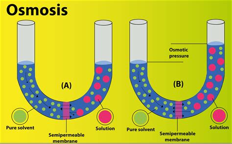 Describe the thistle funnel experiment to demonstrate osmosis with a labeled diagram.