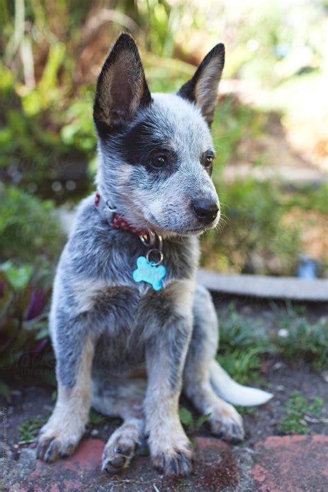 "A Very Cute And Cheeky Blue Heeler Puppy In A Backyard" by Stocksy Contributor "Natalie ...