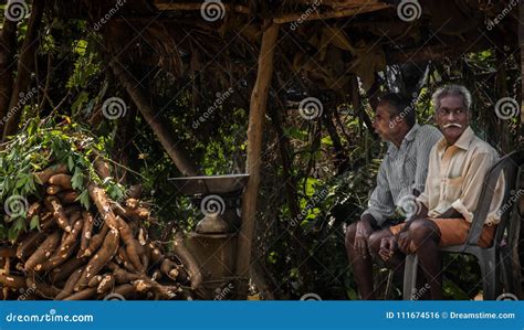 Tapioca Harvesting in Kerala Editorial Photo - Image of family, heterophyllus: 111674516