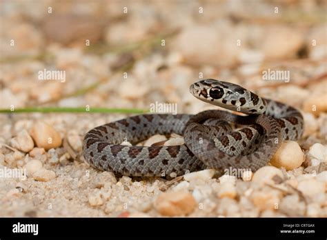 Baby northern black racer (Coluber constrictor constrictor Stock Photo ...