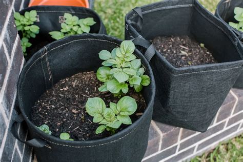 Growing Potatoes In Containers: Everything You Need To Know