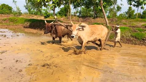 Traditional farming method of Levelling the Paddy field - YouTube