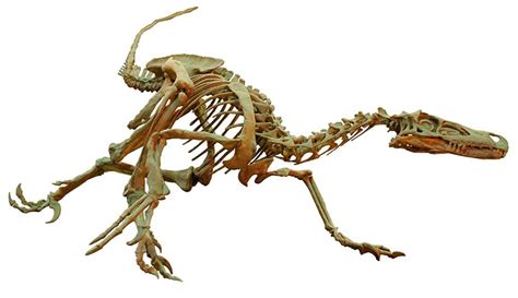 Velociraptor Mounted Skeleton | ubicaciondepersonas.cdmx.gob.mx