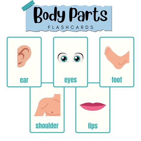 Parts Of The Body Flashcards For The Super Simple Learning