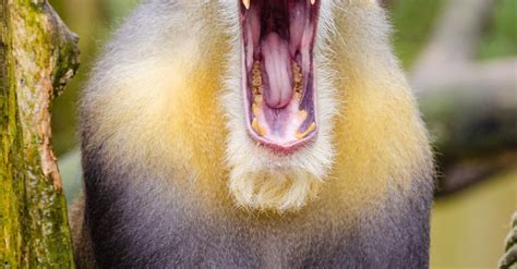 Yellow Black Baboon · Free Stock Photo