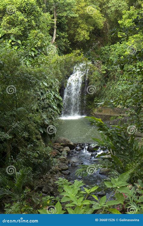 The Caribs. Grenada Island. Waterfall. Stock Photo - Image of plants ...