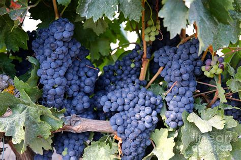 Spanish Grapes Photograph by Carol Groenen - Fine Art America