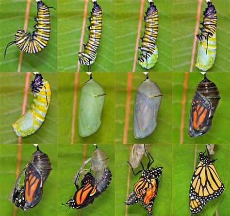 Butterfly Hatching | InterestingInsects.com