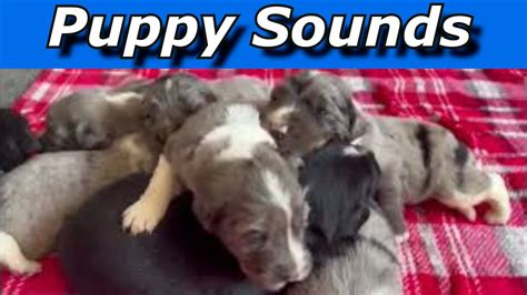 Puppy Sounds ~ Sounds Dogs Love ~ - YouTube