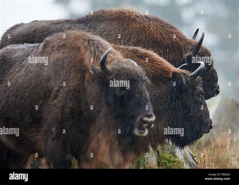 Three European bison (or wisents) in their enclosure at Wisent-Welt in Bad Berleburg, Germany ...