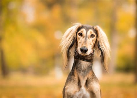 Saluki Breed Guide (Lifespan, Size & Characteristics)