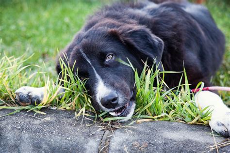 Why is My Dog Eating Grass and Vomiting? - Labrador Central