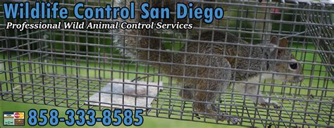 Wildlife Control San Diego Animal Removal Pest Critter Exterminator California