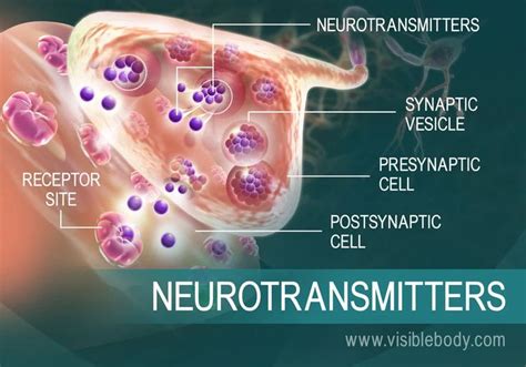 Understanding Neurotransmitter Movement