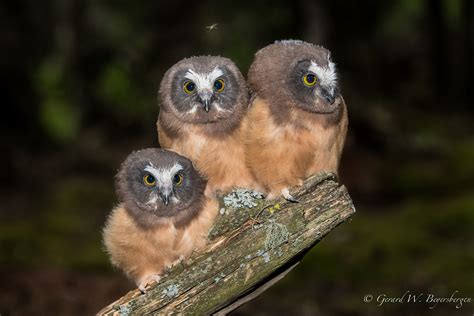 Saw Whet Owl, Owlet, Nesting Boxes, Rodents, Northern, Nest Box, Cute Animals, Bird, Alberta Canada