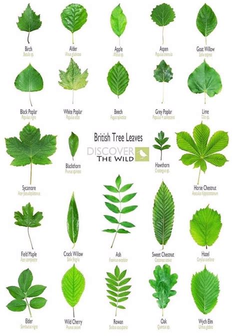 Tree House Learning on Twitter | Tree leaf identification, Leaf ...