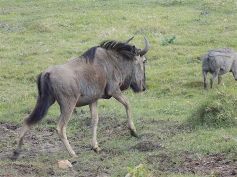 Eastern Cape wildlife: photos of Kragga Kamma Game Park – Blog – Nelson Mandela Bay Tourism Blog