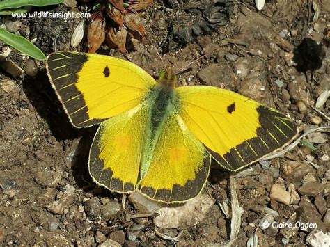 Clouded Yellow Butterfly and caterpillar (Colias croceus) | Wildlife Insight