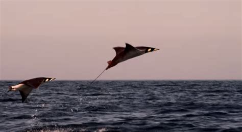 Mobula Rays Belly Flop to Attract Mates