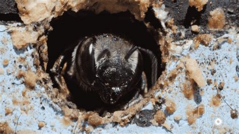 This Bee Gets Punched by Flowers for Your Ice Cream | KQED