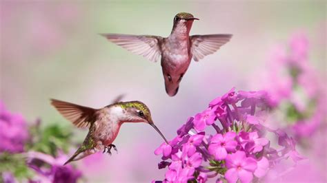 Desktop Wallpaper Hummingbirds, Flight, Pink Flowers, Blur, Hd Image ...