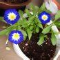 Fairy Garden Blue Dwarf Morning Glory Convolvulus tricolor minor - 30 Seeds