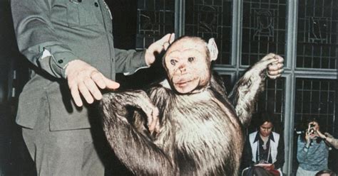 Humanzee: A Bizarre Scientific Rumor or a Real Animal Hybrid? | The ...