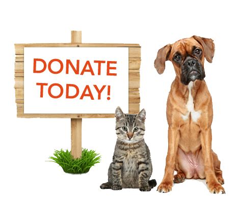 How To Donate To Animal Shelters