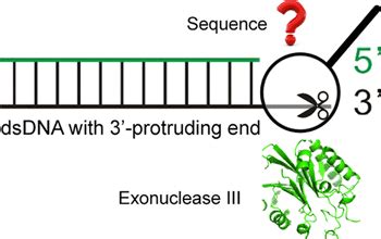 Systematic Probing of the Sequence Selectivity of Exonuclease III with a Photosensitization ...