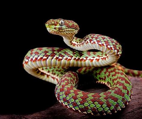 Bamboo Viper | Beautiful snakes, Snake, Reptiles and amphibians