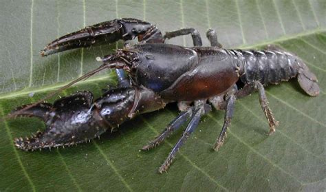 Australian endangered species: Spiny Crayfish