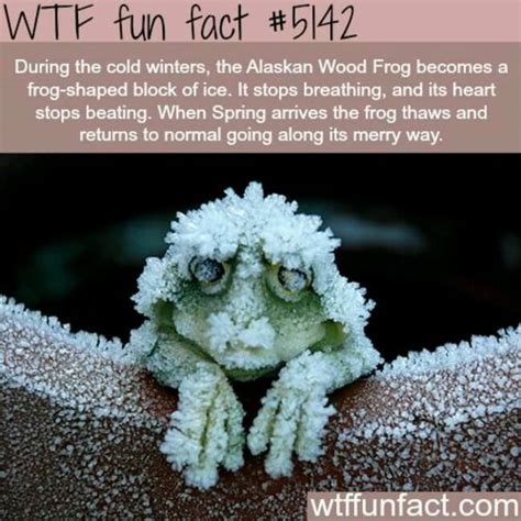 27 Interesting Short Facts That Will Make You a Little Bit Smarter