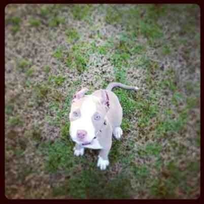 ear cropping - Pitbulls : Go Pitbull Dog Forums