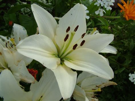 White lilies | TOM PERNA