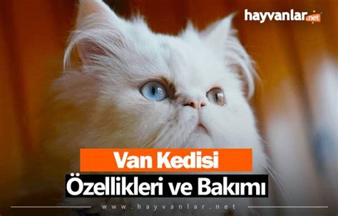 Van Kedisi Özellikleri ve Bakımı - Hayvanlar.net