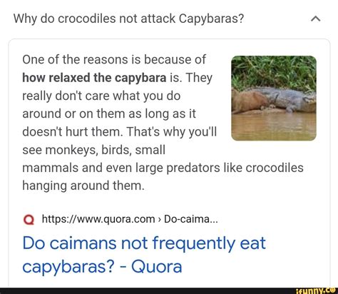 Why do crocodiles not attack Capybaras? One of the reasons is because ...