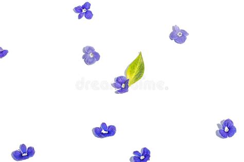 Blue Forget Me Not Flowers Isolated on a White Background. Springtime Concept, Floral Elements ...